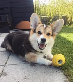 Aktivitetslegetøj Til Hunde|Bolde^KONG Rewards Tennis