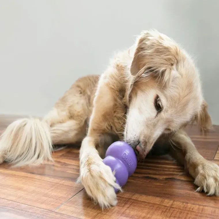 Aktivitetslegetøj Til Hunde|Kong Hundelegetøj^KONG Senior