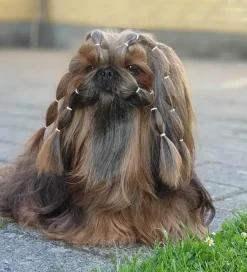 Hårpynt Til Hunde^Lainee Wrapping Bands Lainee Wrap elastik 10 mm | 850 stk