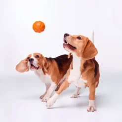 Bolde|Vandlegetøj^Collar/WauDog Liker Orange Ball