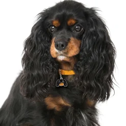 Charms Med Hunderacer Og Andre Dyr^MyFamily My Family | Hundetegn Cavalier King Charles Spaniel