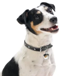 Hundetegn|Charms Med Hunderacer Og Andre Dyr^MyFamily My Family | Hundetegn Jack Russell