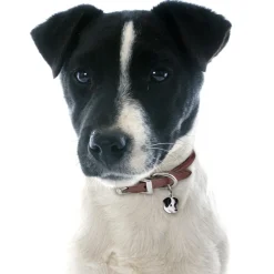 Hundetegn|Charms Med Hunderacer Og Andre Dyr^MyFamily My Family | Hundetegn Jack Russell