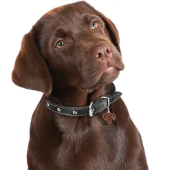 Hundetegn|Charms Med Hunderacer Og Andre Dyr^MyFamily My Family | Hundetegn Labrador