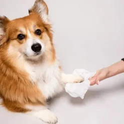 Helse Til Hunde|Miljøvenlige, Bæredygtige & Øko Produkter^Natural Dog Company Grooming Wipes | 50 stk