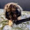 Godbidder Og Gnaveben^Njord Pet Oksestrimler |1 stk