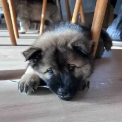 Godbidder Og Gnaveben^Njord Pet Oksestrimler |1 stk