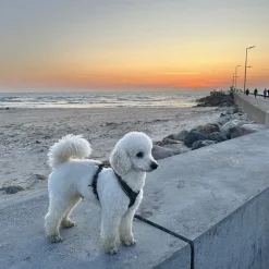 Hundeseler|Løbeturen^Non-stop dogwear Line Harness 5.0 | OUTLET