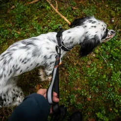 Løbeturen|Hundesnor^Non-stop dogwear Touring Bungee Adjustable | OUTLET