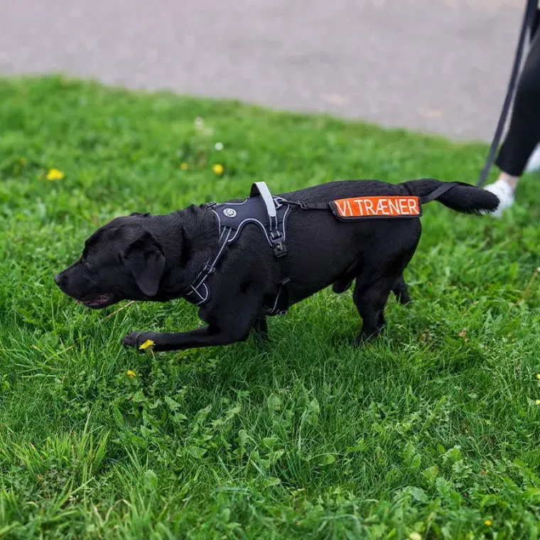 Hundeseler^Ollipet Adventure Hundesele str. XL, OUTLET Sort