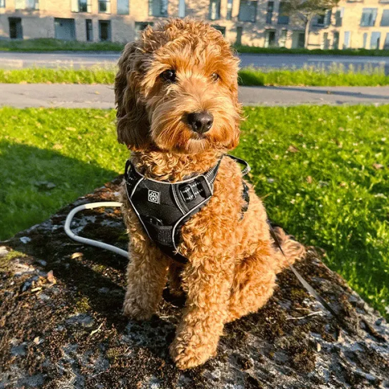 Hundeseler^Ollipet Adventure Hundesele str. XL, OUTLET Sort