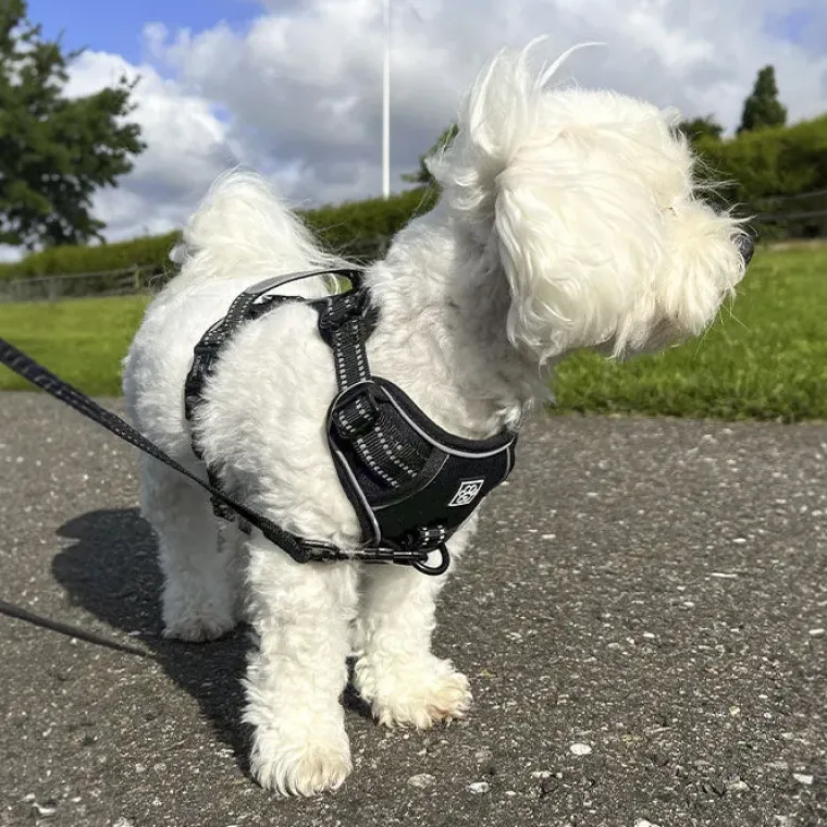 Hundeseler^Ollipet Adventure Hundesele str. XL, OUTLET Sort