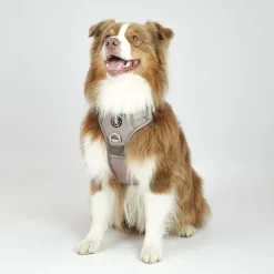 Hundeseler^Ollipet Adventure Hundesele str. XL, OUTLET Sort