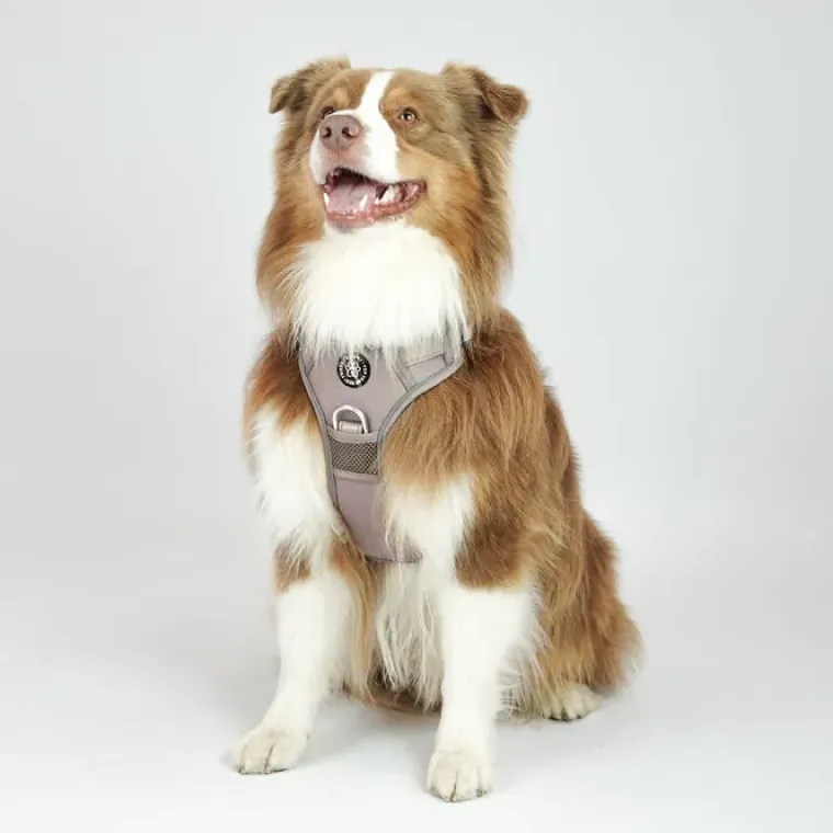 Hundeseler^Ollipet Adventure Hundesele str. XL, OUTLET Sort