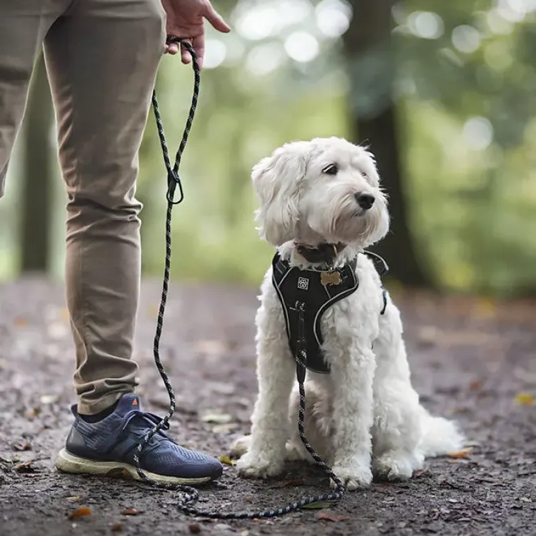 Hundeseler^Ollipet Adventure Hundesele str. XL, OUTLET Sort