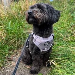 Hundeseler^Ollipet Adventure Hundesele str. XL, OUTLET Sort