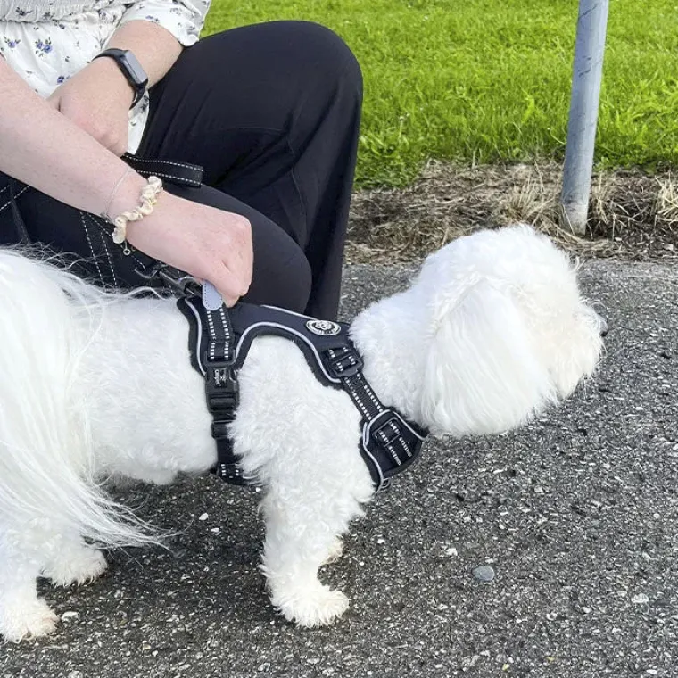 Hundeseler^Ollipet Adventure Hundesele str. XL, OUTLET Sort