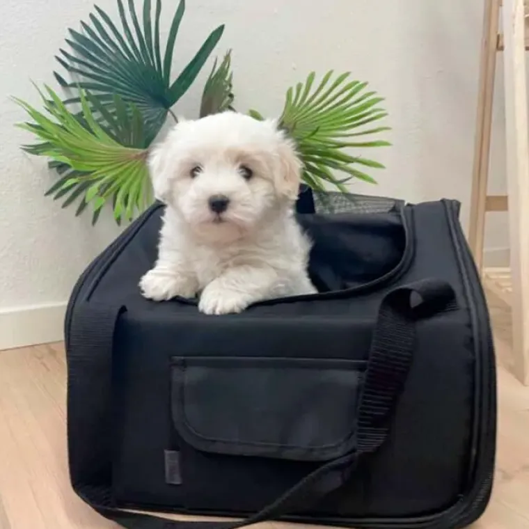 Autostol Til Hunde|Biltransport Af Hund^Ollipet Autostol til Hund | 2i1