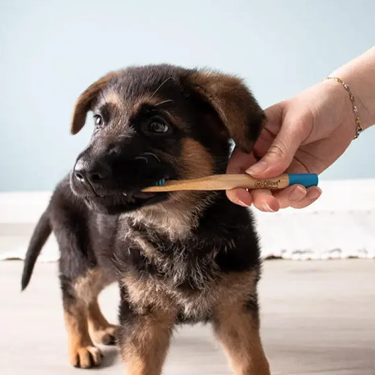 Miljøvenlige, Bæredygtige & Øko Produkter|Mund-, Øre- Og Øjenpleje^Ollipet Bambus Hundetandbørste