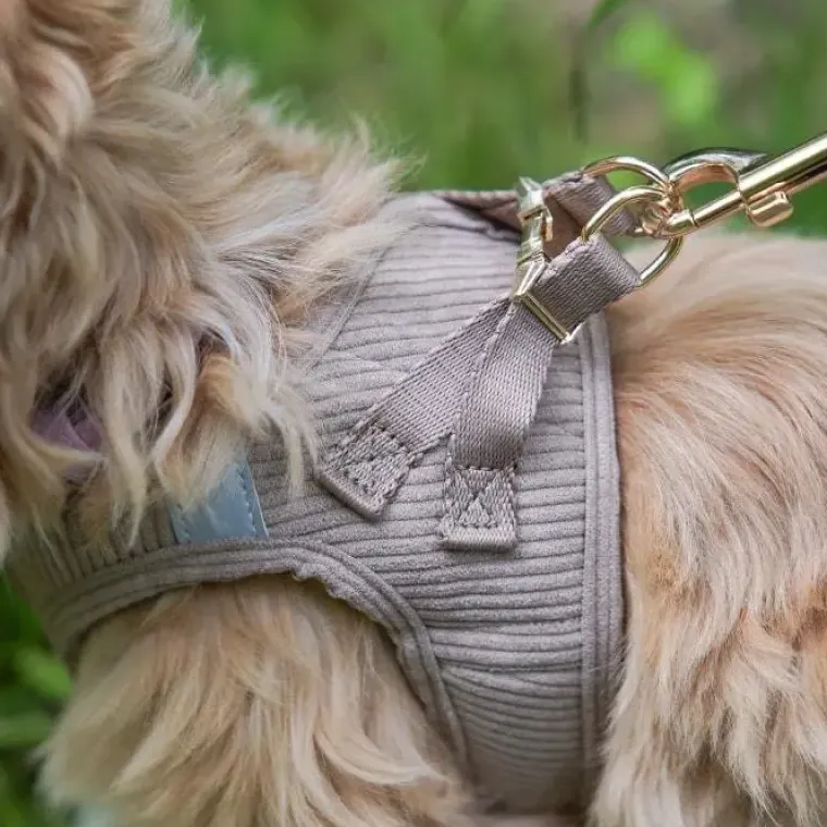 Hundeseler|Hvalpesele Og Hvalpeliner^Ollipet Bijou Step-in hundesele | Fløjl Olive Green