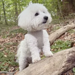 Hundeseler|Hvalpesele Og Hvalpeliner^Ollipet Bijou Step-in hundesele | Fløjl Olive Green