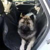 Biltransport Af Hund^Ollipet Bilsædebeskytter