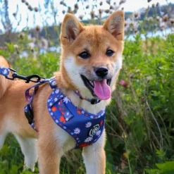 Hundeseler|Ollipet City Lux^Ollipet City Lux Hundesele | Blue Marguerites | OUTLET