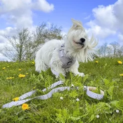 Hundeseler|Ollipet City Lux^Ollipet City Lux Hundesele | Cute Little Dots | OUTLET
