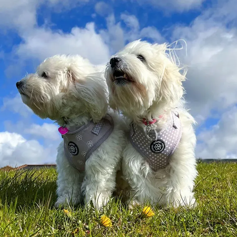Hundeseler|Ollipet City Lux^Ollipet City Lux Hundesele | Cute Little Dots | OUTLET