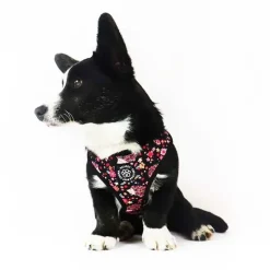 Hundeseler|Ollipet City Lux^Ollipet City Lux Hundesele | Cute Hedgehog | OUTLET