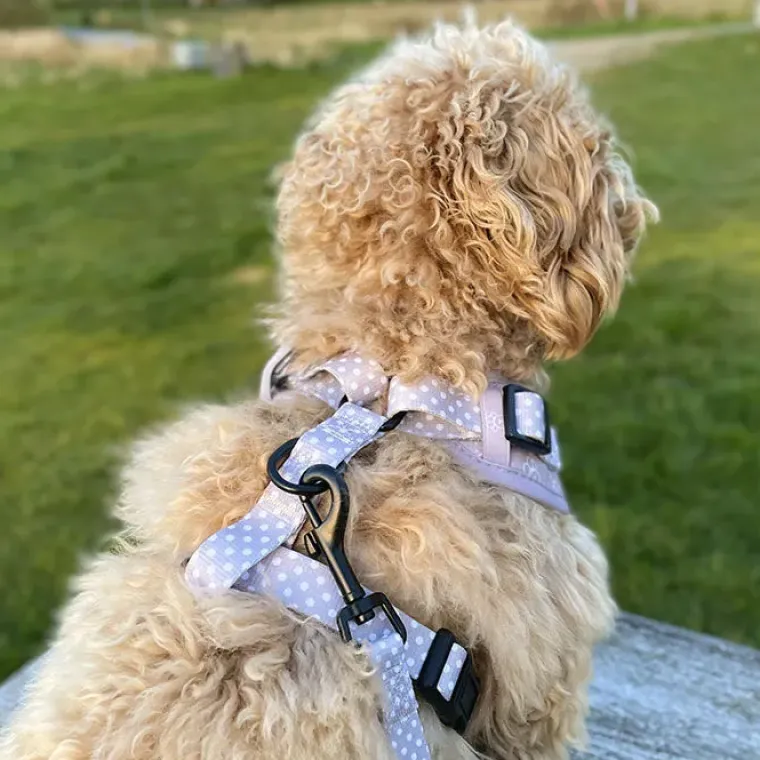 Hundeseler|Ollipet City Lux^Ollipet City Lux Hundesele | Olli Paws/Dots | OUTLET