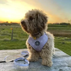 Hundeseler|Ollipet City Lux^Ollipet City Lux Hundesele | Olli Paws/Dots | OUTLET