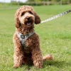 Hundeseler|Ollipet City Lux^Ollipet City Lux Step-in sele | Camouflage