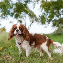 Hundeseler|Ollipet City Lux^Ollipet City Lux Step-in sele | Lyserød m. Blomster