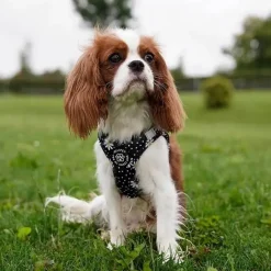 Hundeseler|Ollipet City Lux^Ollipet City Lux Step-in sele | Margueritter