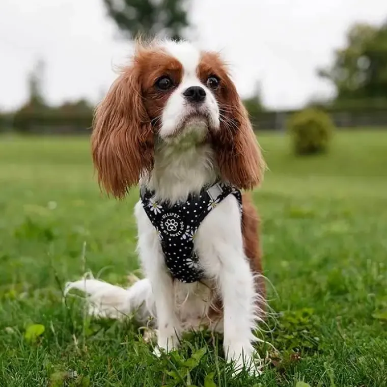 Hundeseler|Ollipet City Lux^Ollipet City Lux Step-in sele | Margueritter