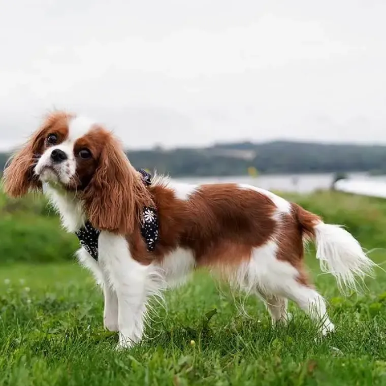 Hundeseler|Ollipet City Lux^Ollipet City Lux Step-in sele | Margueritter