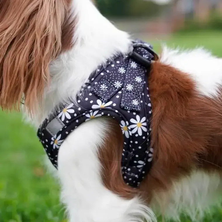 Hundeseler|Ollipet City Lux^Ollipet City Lux Step-in sele | Margueritter