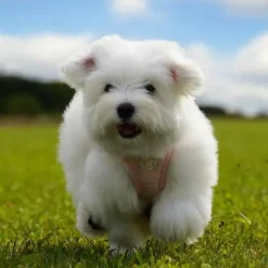 Hundeseler|Valentine^Ollipet Cute Hearts Step-in hvalpesele | Mini