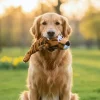 Ollipet Hundelegetøj|Plyslegetøj Til Hunde^Ollipet Cute Little Tiger