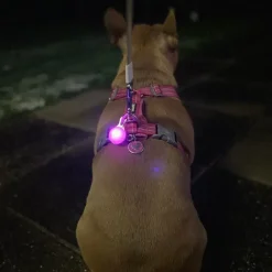 Efterårsklar|Løbeturen^Ollipet DogBlink Safety LED