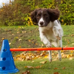 Hundetræning Og Klikker^Ollipet DogFit Agility | Hurdle Cone set