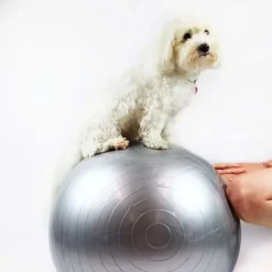 Hundetræning Og Klikker^Ollipet DogFit Air | Balance Ball