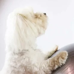 Hundetræning Og Klikker^Ollipet DogFit Air | Balance Ball