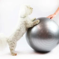 Hundetræning Og Klikker^Ollipet DogFit Air | Balance Ball