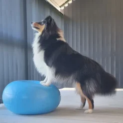 Hundetræning Og Klikker^Ollipet DogFit Air - Balance Donut
