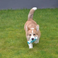 Aktivitetslegetøj Til Hunde|Tandrensende Legetøj^Ollipet dog toothbrush activity stick