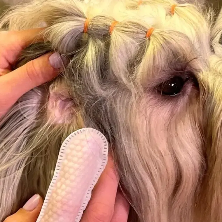 Mund-, Øre- Og Øjenpleje^Ollipet Ear Finger Wipes