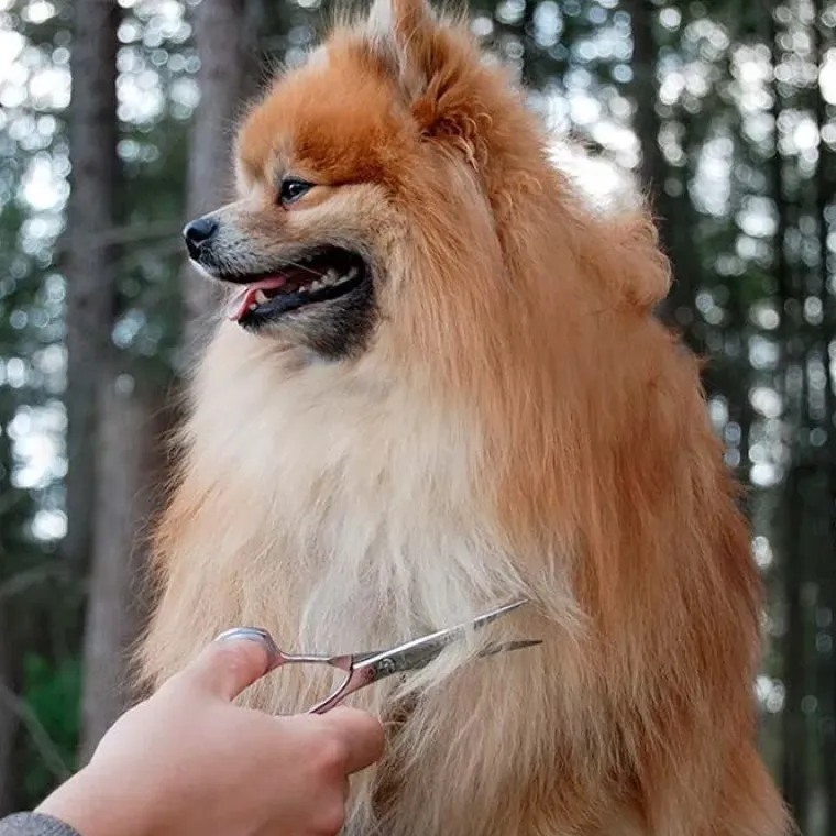 Pelsplejeredskaber^Ollipet Exclusive groomingsaks 5,5"