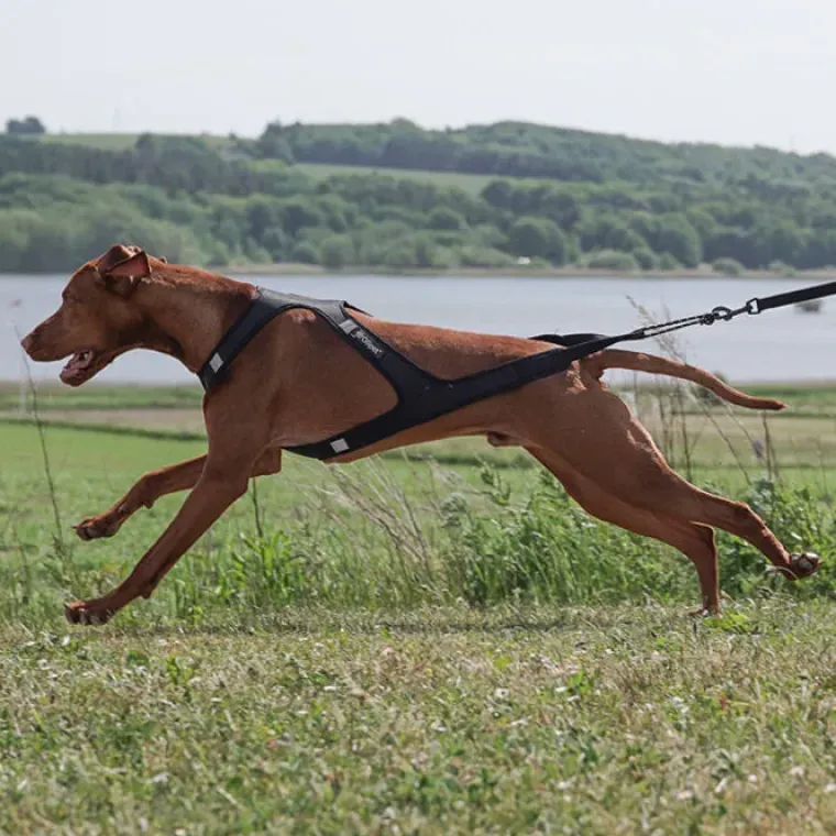 Hundeseler|Løbeturen^Ollipet Fast Runner Træksele